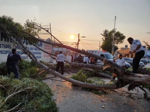 ATIENEN BRIGADAS DE EMERGENCIA MUNICIPALES, CAIDA DE ÁRBOL EN MINERAL DE LA REFORMA