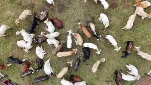 Saderh fortalece la producci&oacute;n pecuaria en 23 municipios