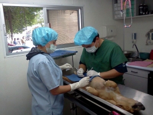 Esteriliza SSH a m&aacute;s de 30&nbsp;mil &ldquo;lomitos&rdquo; y &ldquo;michis&rdquo; en Hidalgo&nbsp;