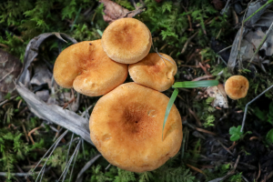 Semarnath invita a participar en curso de cultivo con hongos setas