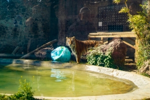 La Unidad de Fauna Silvestre de Pachuca cumple 10 a&ntilde;os como referente ambiental y acad&eacute;mico