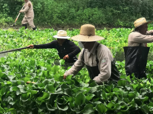 Presa Endh&oacute;, libre del lirio acu&aacute;tico en un 98 %&nbsp;