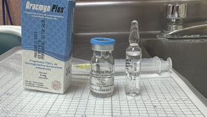 IMSS Bienestar Hidalgo exhorta a evitar remedios caseros ante picaduras de araña o mordeduras de víbora