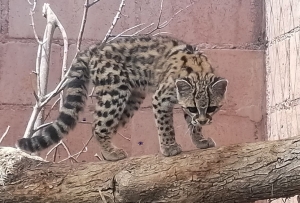 Unidad de Rehabilitaci&oacute;n de Fauna Silvestre de Pachuca liberar&aacute; 22 ejemplares en su h&aacute;bitat natural