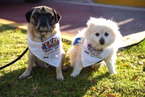 Pachuca celebra PerroFest con causa animal