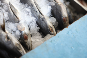 Recorren establecimientos de venta de pescados y mariscos para asegurar el correcto manejo para su venta.