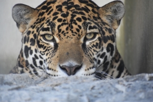 Con sentido de pertenencia, Hidalgo avanza en la conservaci&oacute;n del jaguar